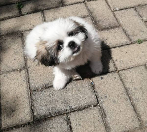 Mila-Boba