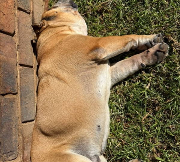 Mufasa