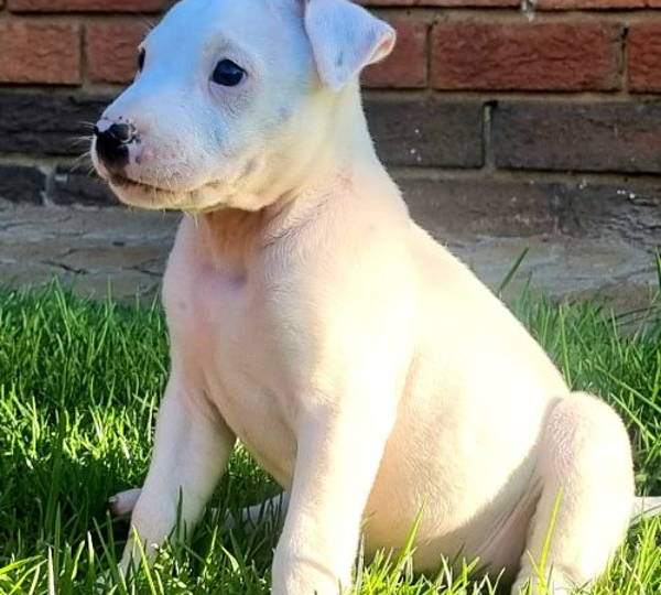Zues