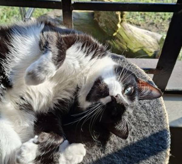 Oreo