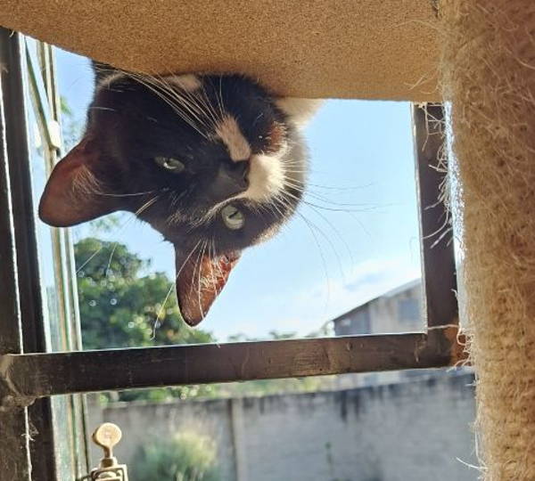 Oreo