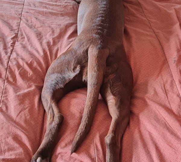Sophie
