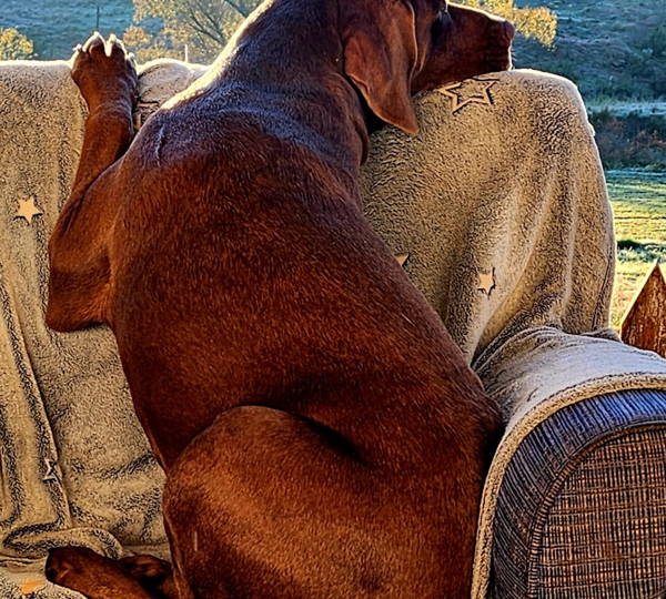 Sophie