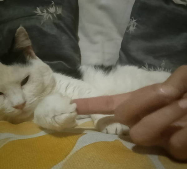 Oreo