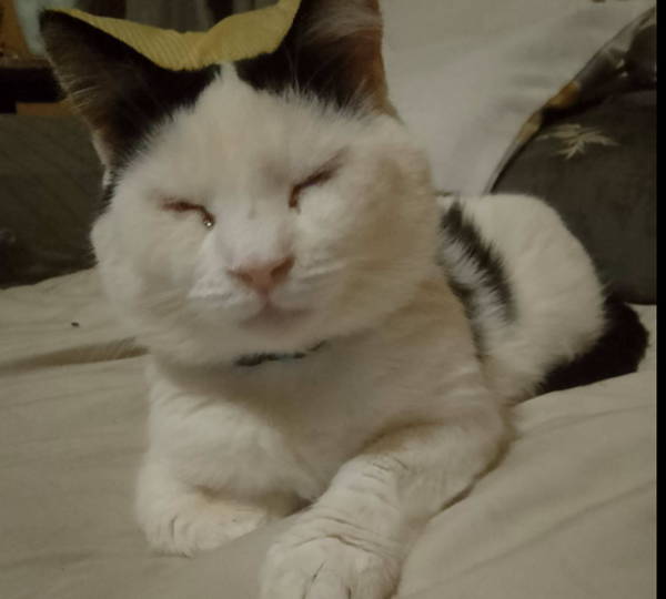 Oreo