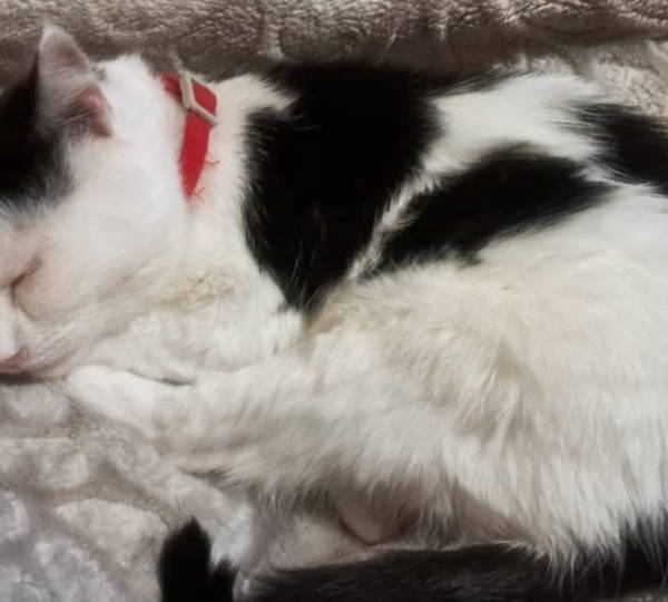 Oreo