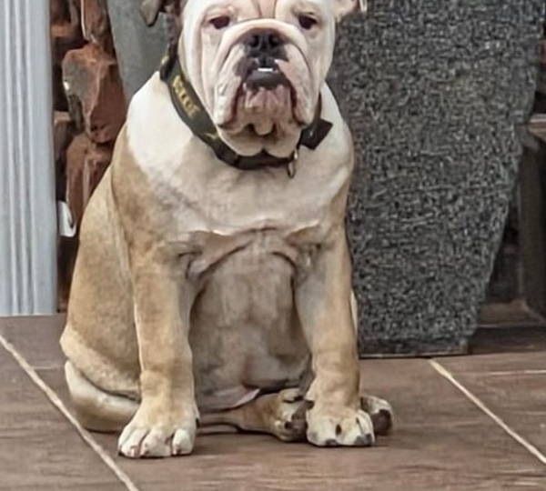 Duke