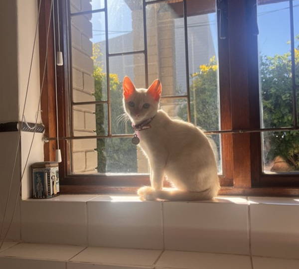 Bolt