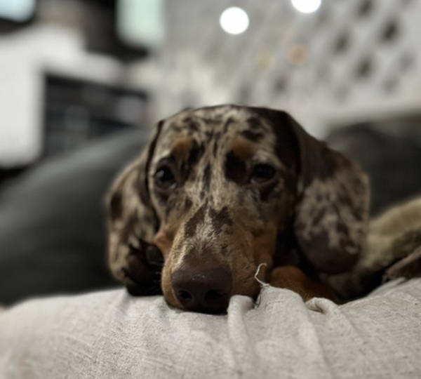 Mia