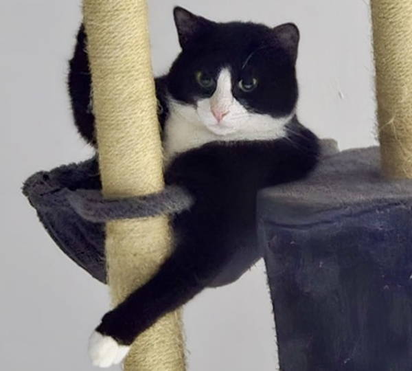 Oreo