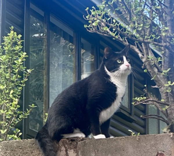 Oreo