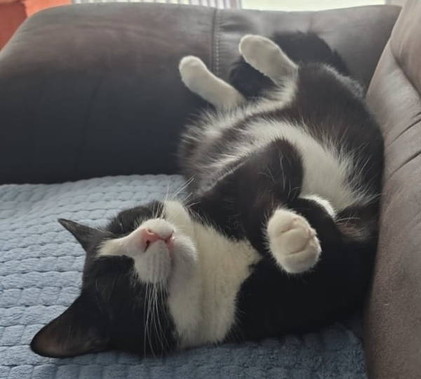 Oreo