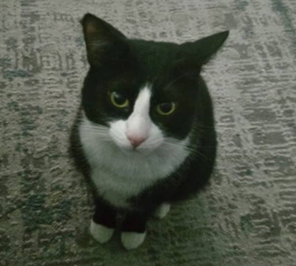Oreo