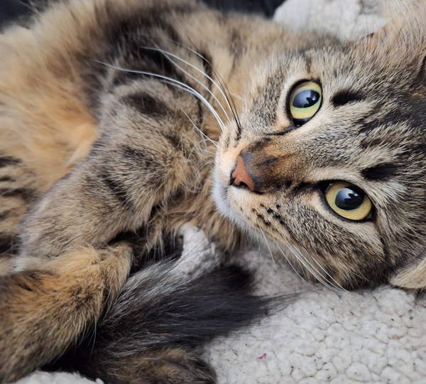 Hazel