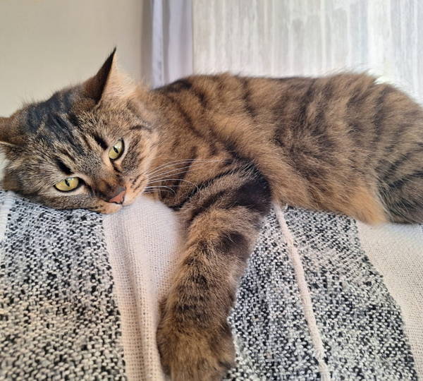 Hazel