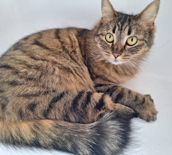 Hazel