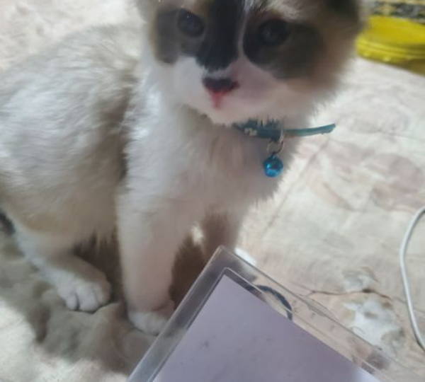 Smudge