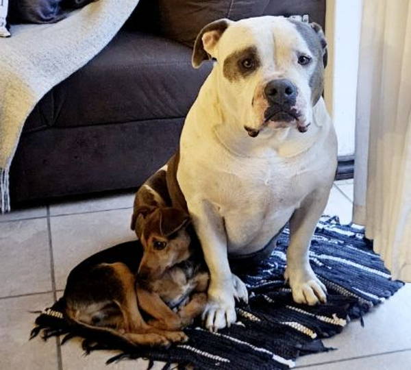 Diezel & Ice