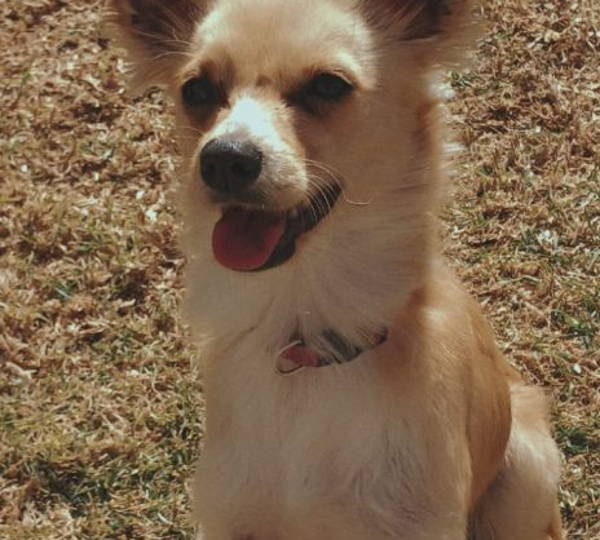 Nala