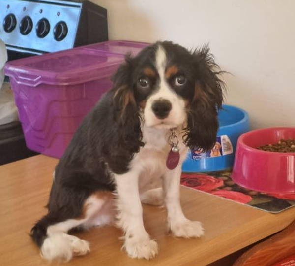 Koda