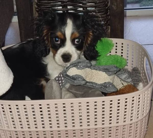 Koda