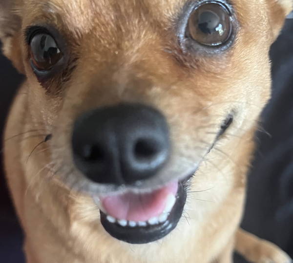 Pixie