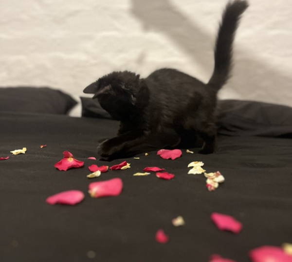 Oreo
