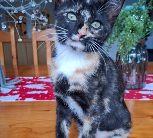 Callie