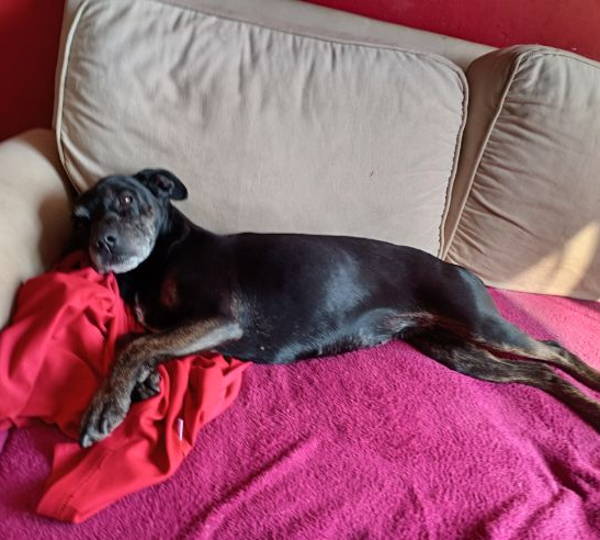 Blackie