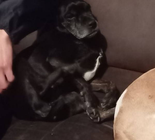 Blackie