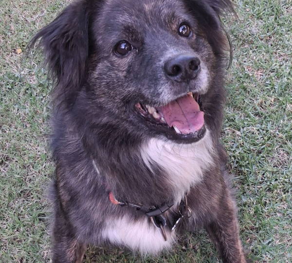 Buddy