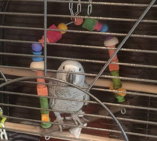 Cheeko