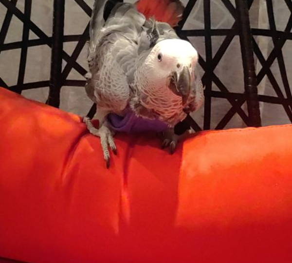 Cheeko