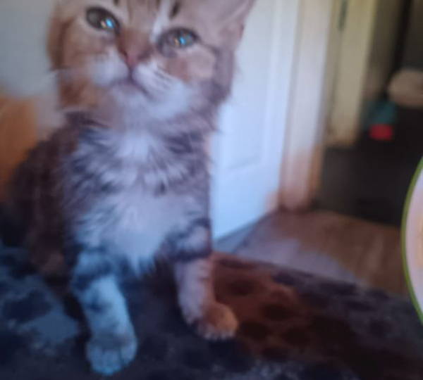 Suki