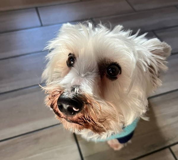 Oreo