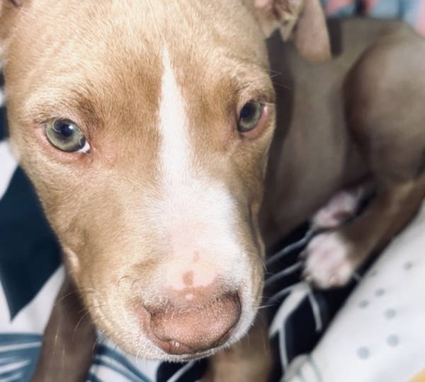 Bailey