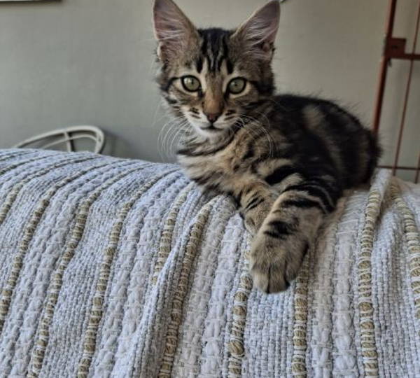 Zazu