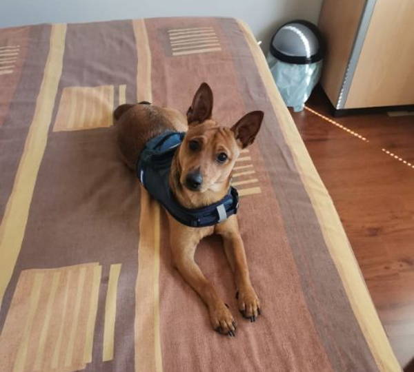 Milo
