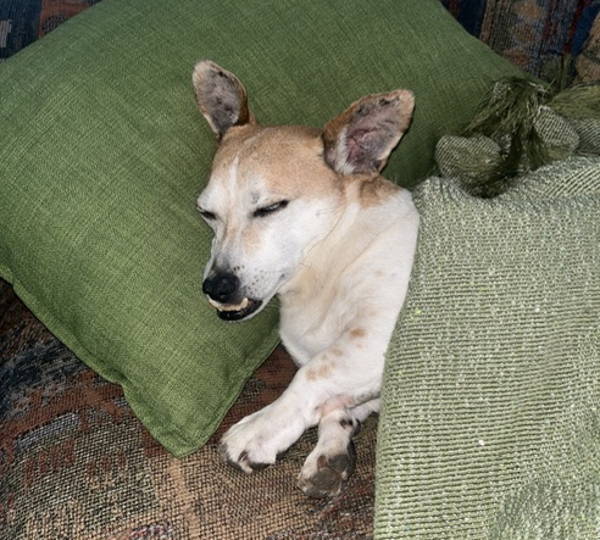 Yogi