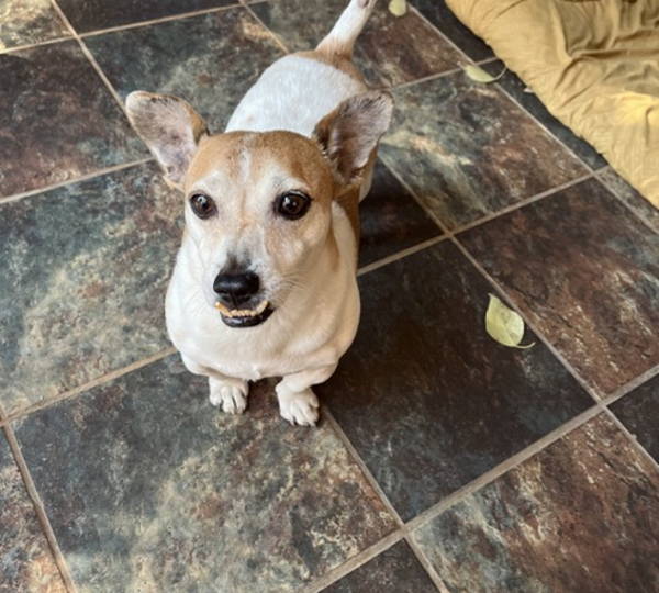 Yogi