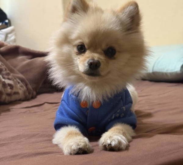 Spike