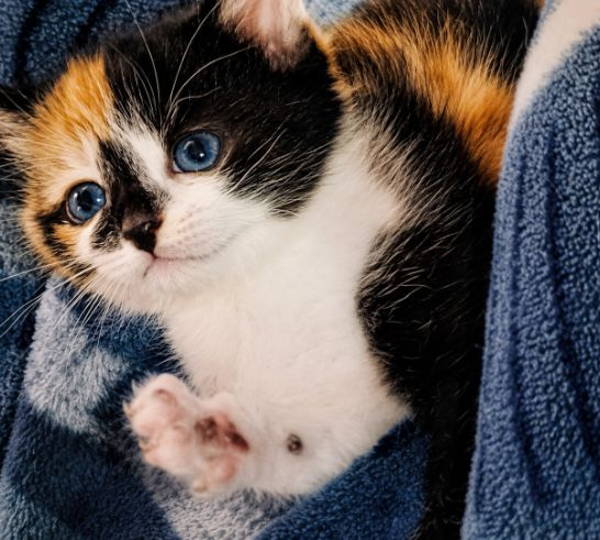 Luna