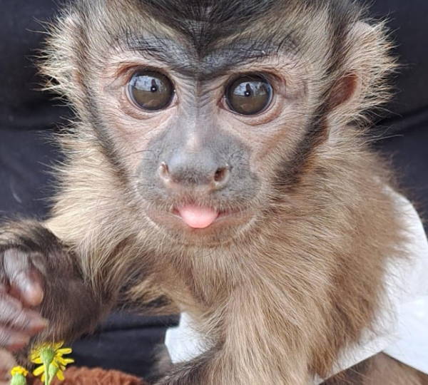 Gizmo