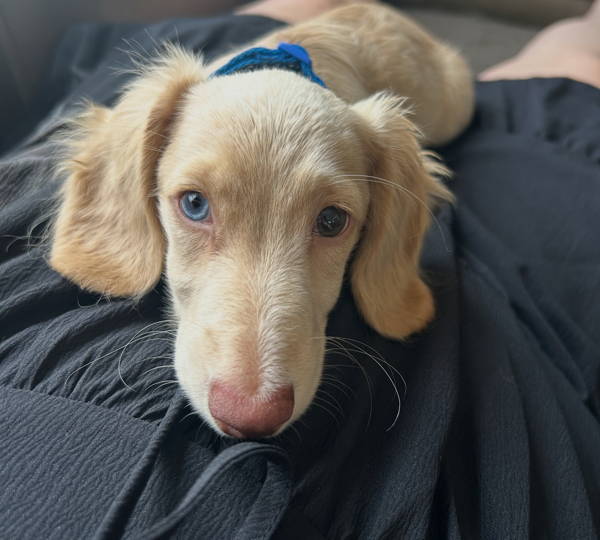 Leo