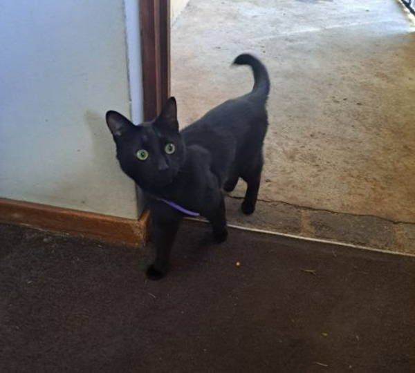 Loki