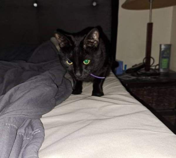 Loki