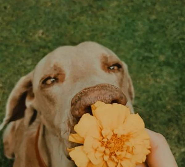Gracie