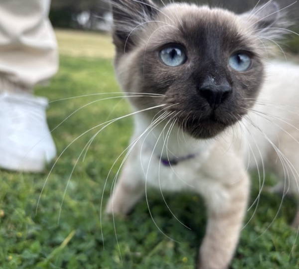 Oreo