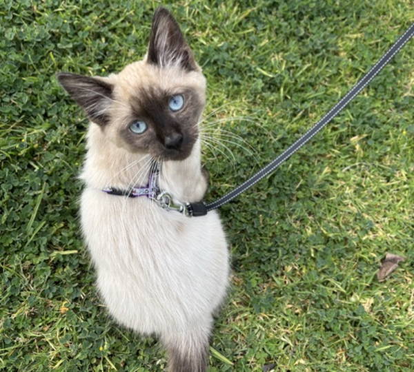 Oreo