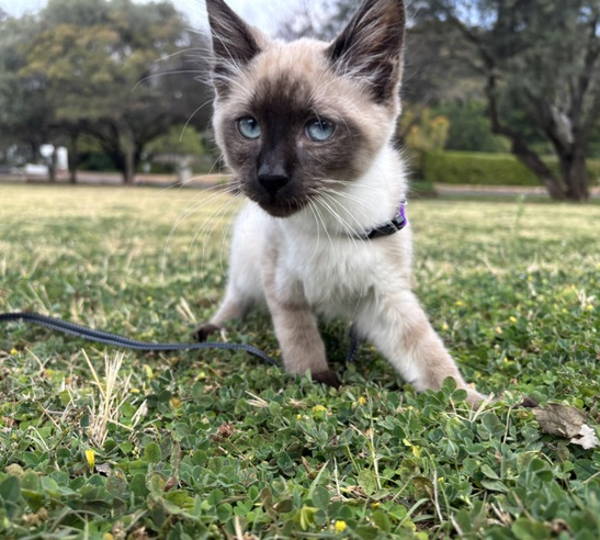 Oreo